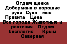 Отдам щенка Добермана в хорошие руки. Сука 5 мес. Привита › Цена ­ 5 000 - Все города Животные и растения » Отдам бесплатно   . Крым,Северная